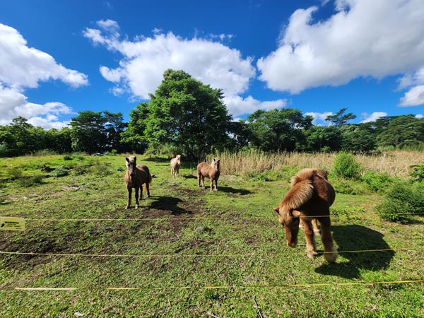 Horses on the land