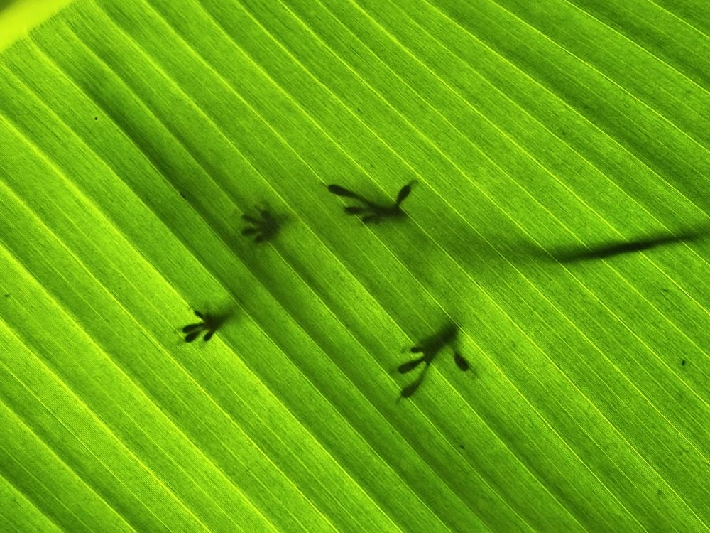 Lizard resting on a leaf in the understory